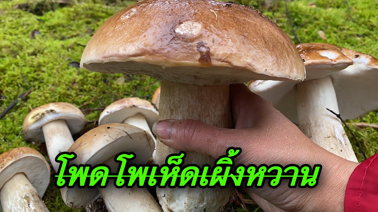 เก็บเห็ดเผิ้งหวาน # มีแต่ดอกยักษ์ใหญ่จริงๆ # picking porcini mushrooms.8/10/22.
