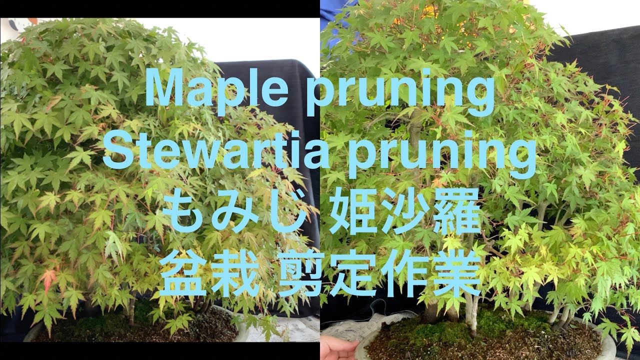 もみじ盆栽と姫沙羅の盆栽 Bonsai Maple Stewartia