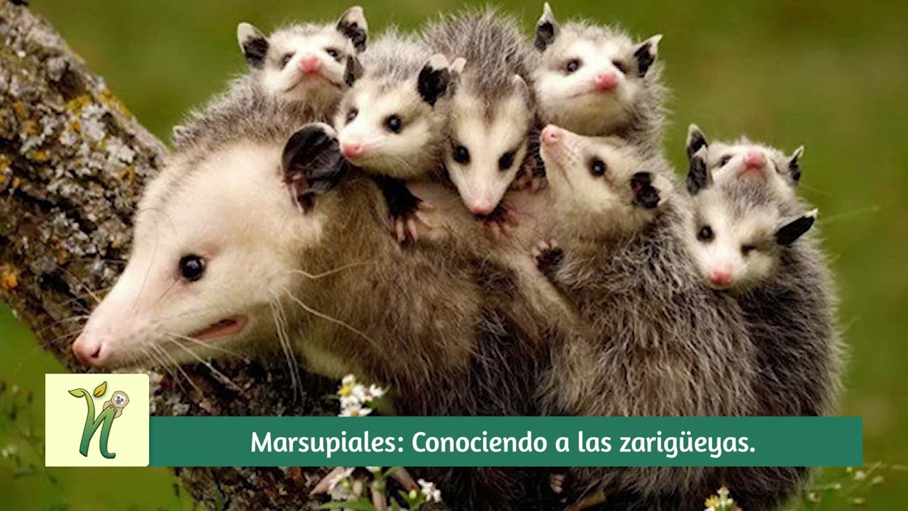 Los fantásticos MARSUPIALES I Valora tu fauna conociendo a las zarigüeyas