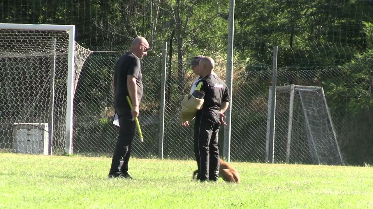 II SELEZIONE FCI DOTTO GABRIELE FASE C 78 - Sports Dogs - Il Meraviglioso mondo dell'IGP.