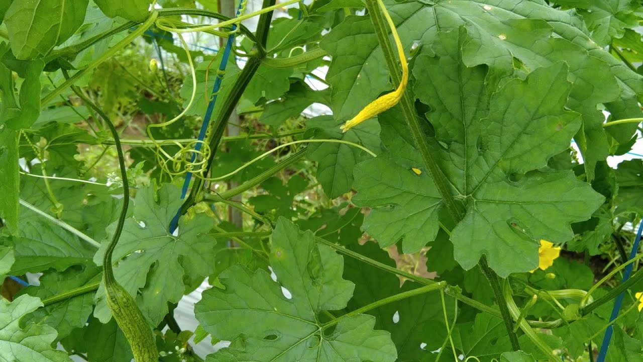 Cara Mengobati Menguningnaya Bakal Buah Pare /Gugur Buah Pare
