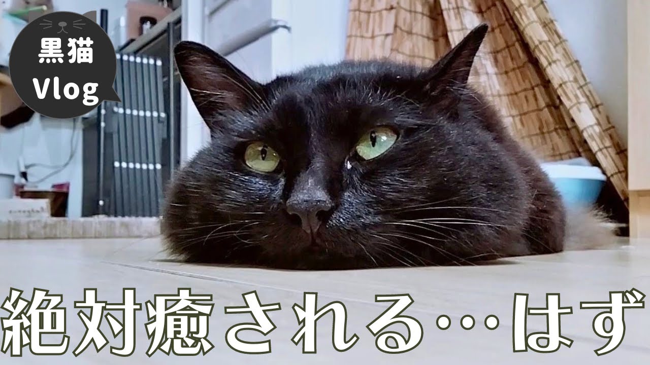 「ベストセレクション！」かわいい黒猫に癒される…はず！（たぶん）【黒猫Vlog】