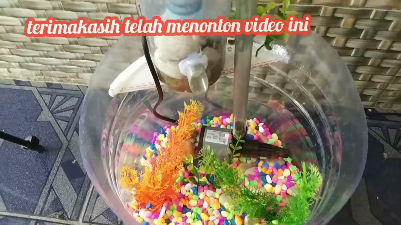 ide kreatif membuat aquarium dari galon le mineral