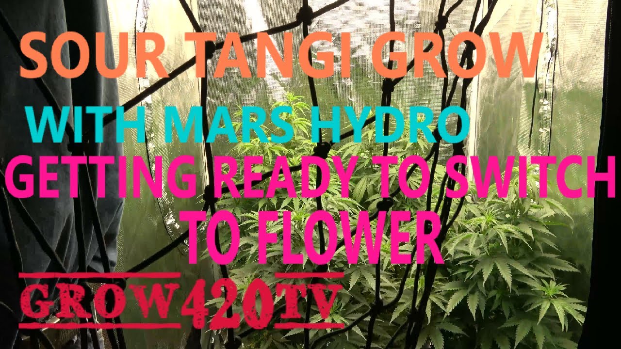 Sour Tangie Grow with Mars Hydro -Getting ready to switch to flower.