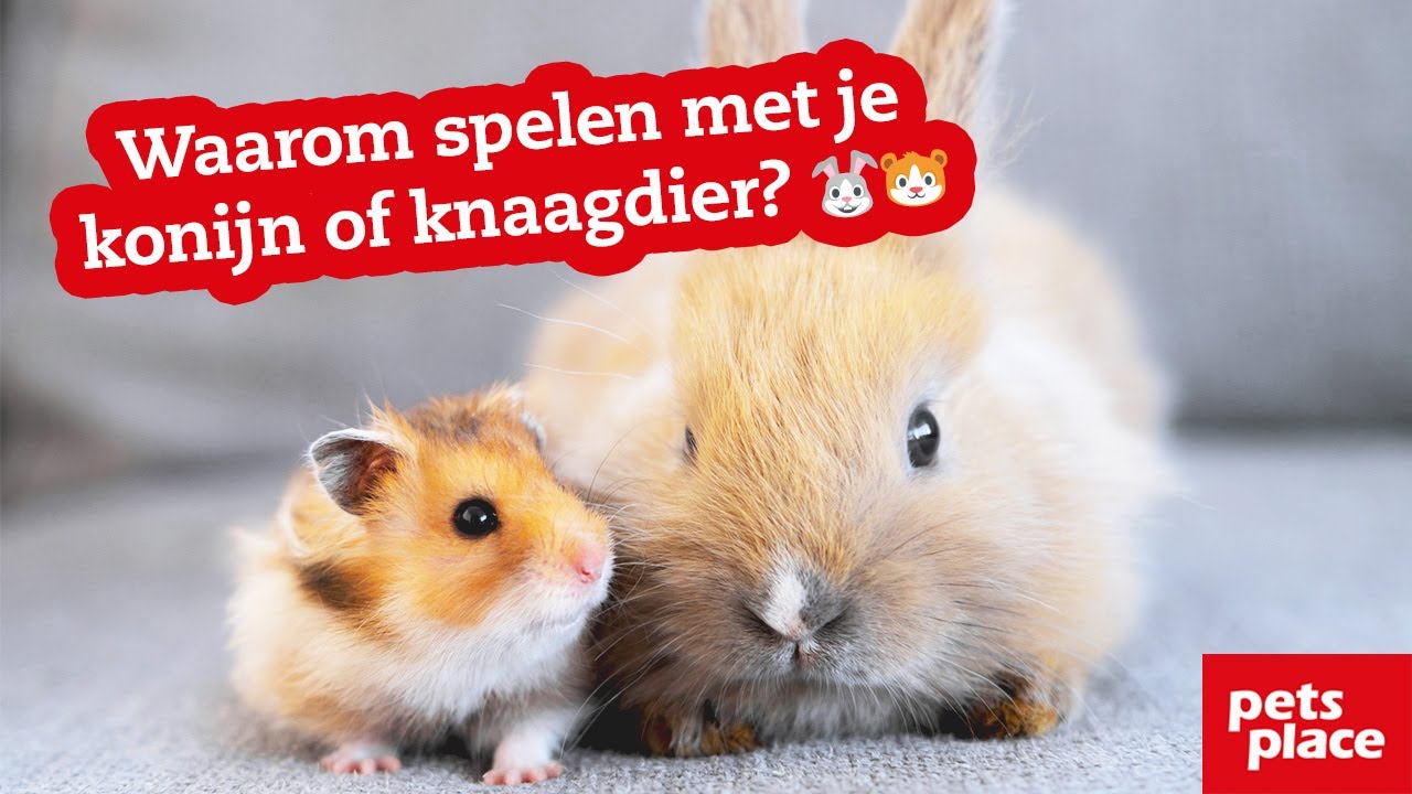 Waarom is spelen met je konijn of knaagdier belangrijk?