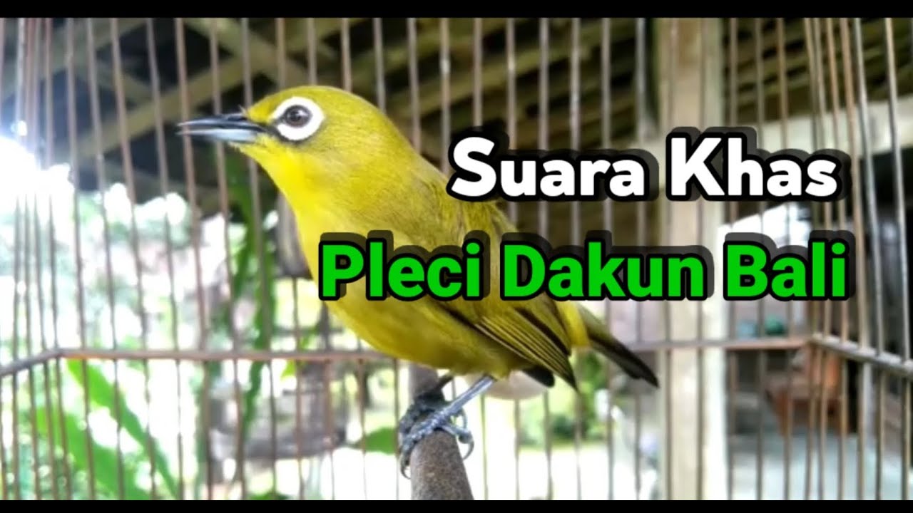Suara Khas Pleci Dakun Bali Ngeplong Cocok Untuk Pancingan