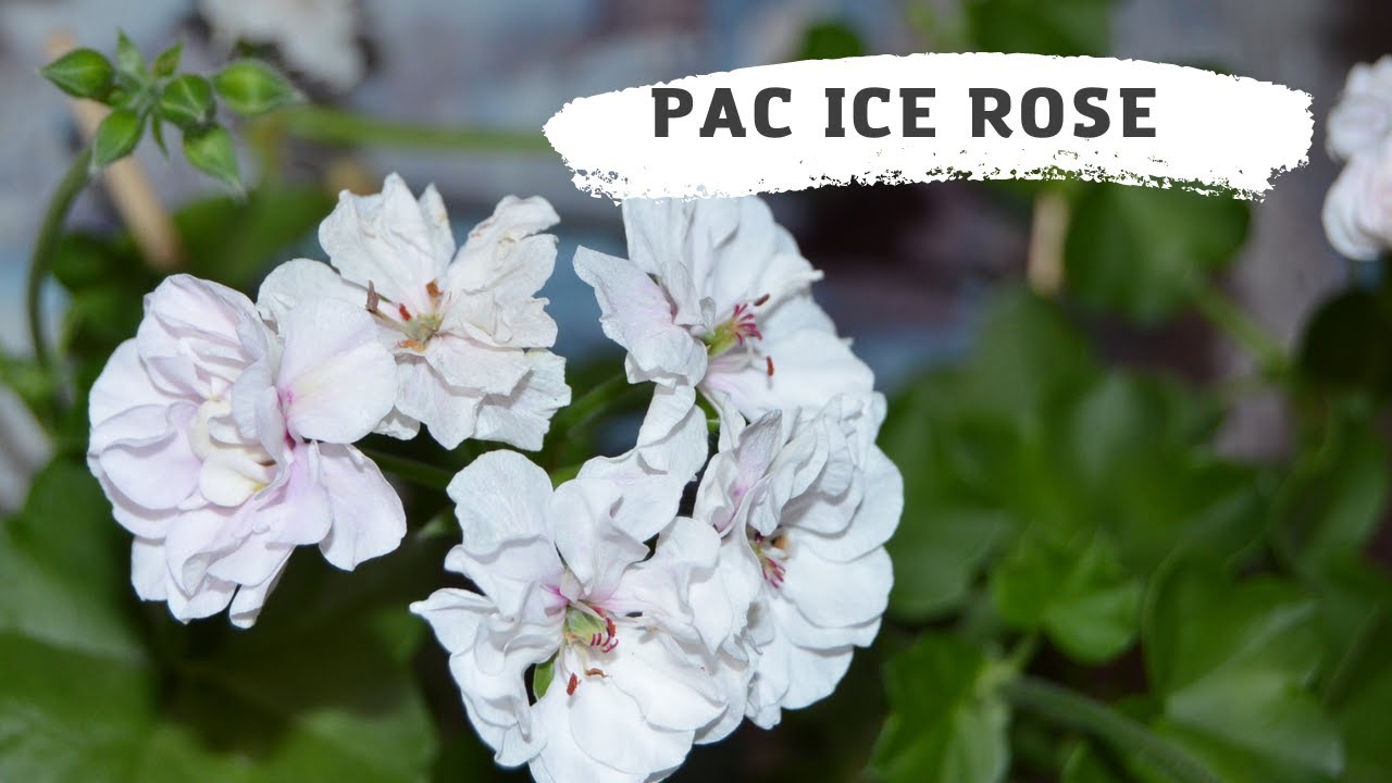 PAC ICE ROSE изящная белая плющелистная пеларгония