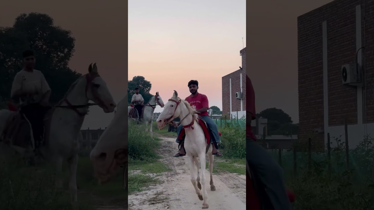 Royal Ghodi 🐎 | Desi Horse Style & Power