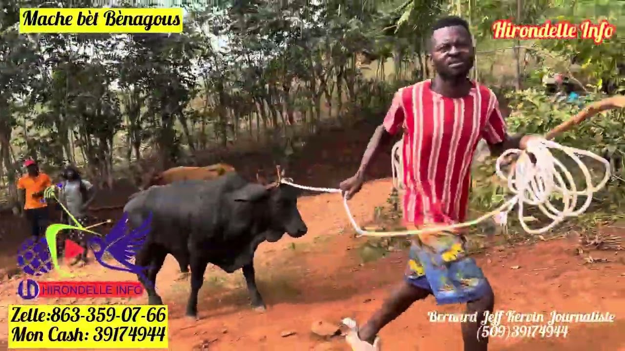 Wa sezi wè kantite bèf ki nan mache bènagous la.Se pa ti koze non.Se premye fwa sa fèt nan mache a.