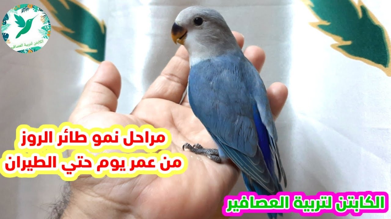 مراحل نمو  طيور الروز من عمر يوم حتي الطيران |Growth stages of lovebirds
