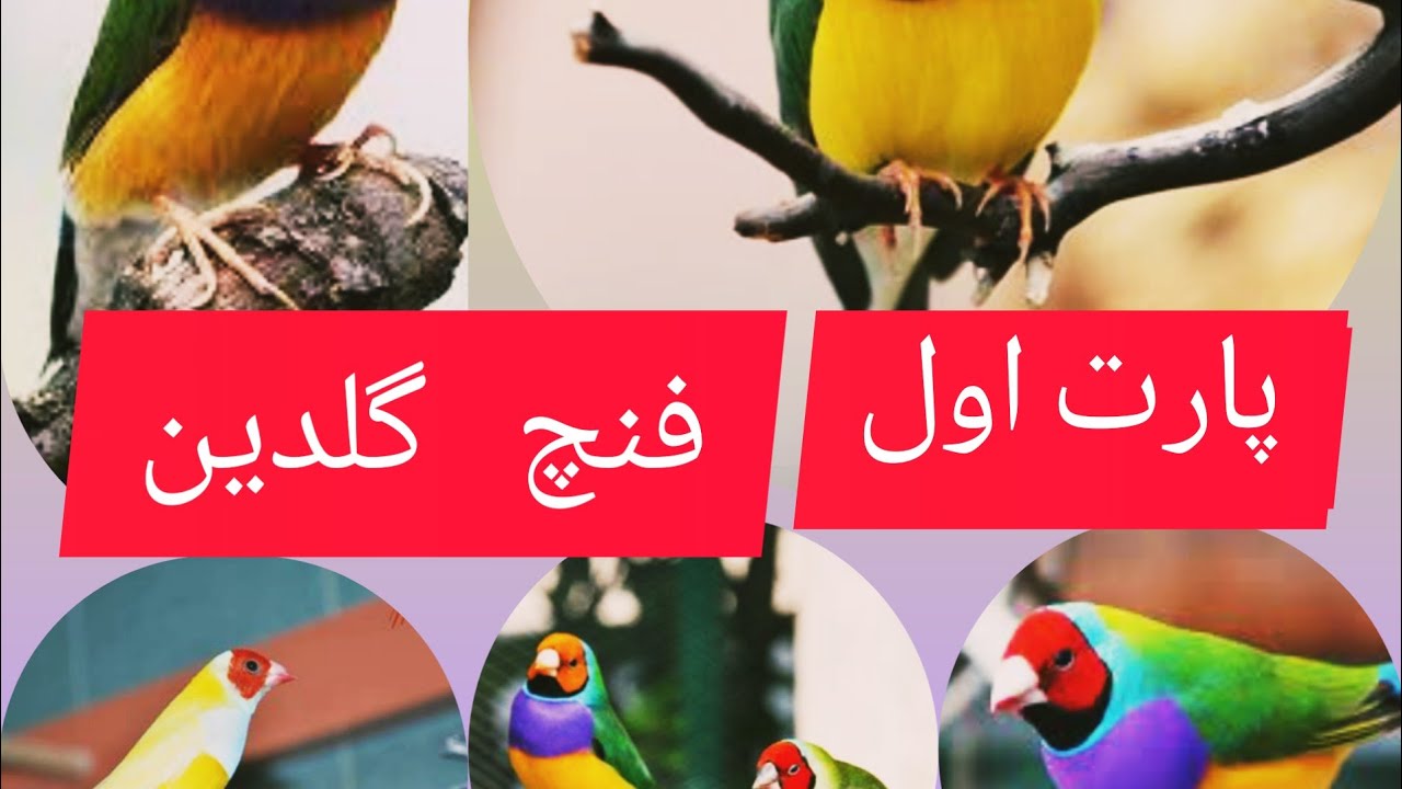 فنچ ها تخم گذاری خوابیدن روی تخم ها وبرنامه غذایی مربوط به دوره جفت گیری