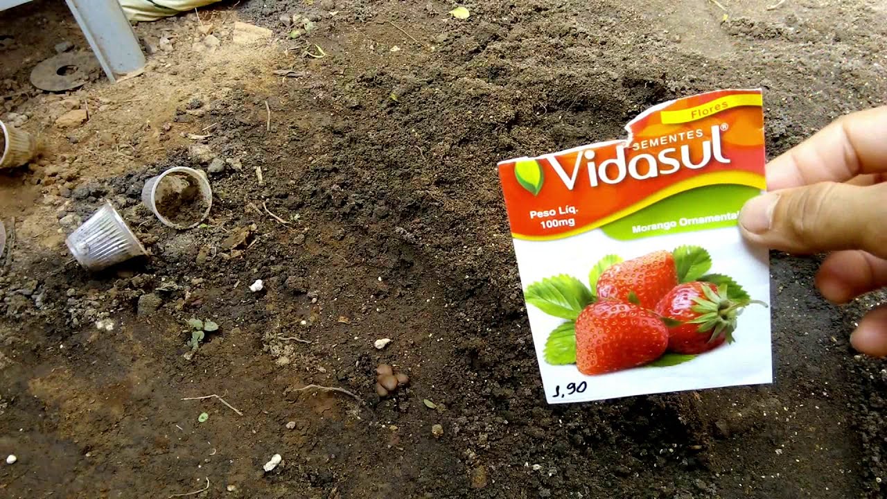 PLANTEI SEMENTE DE MORANGO DE PACOTE E VEJA NO QUE DEU,, CONTINUAÇAO DA OBRA DA CASA