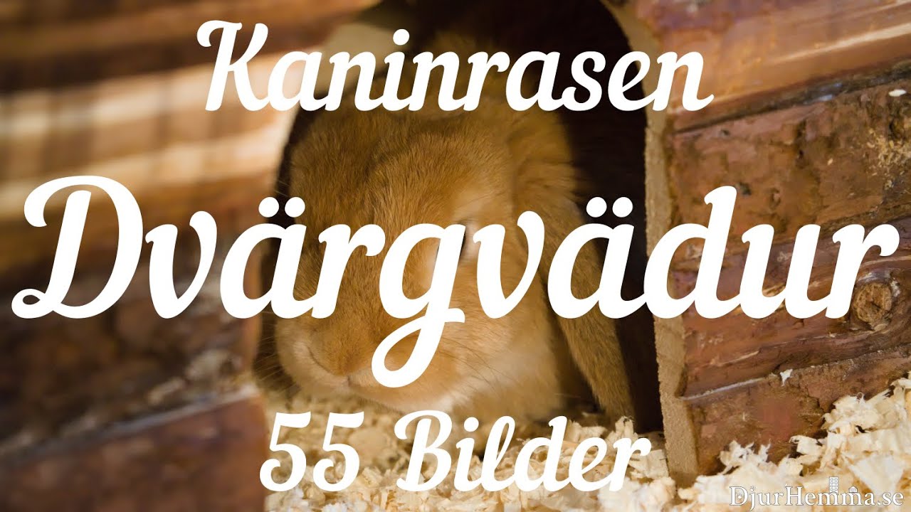Kaninrasen Dvärgvädur - 55 Bilder