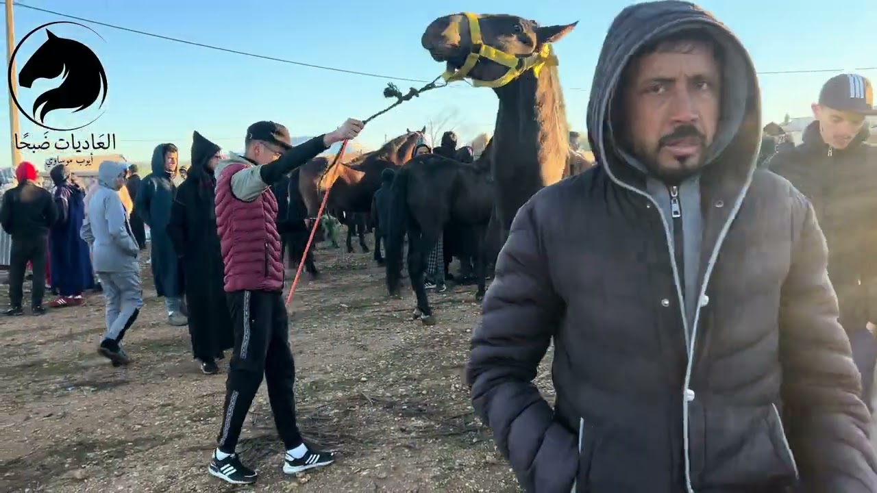 🚨لحظات طيبة من سواق #وادزم للخيول بتاريخ 12/01/2026