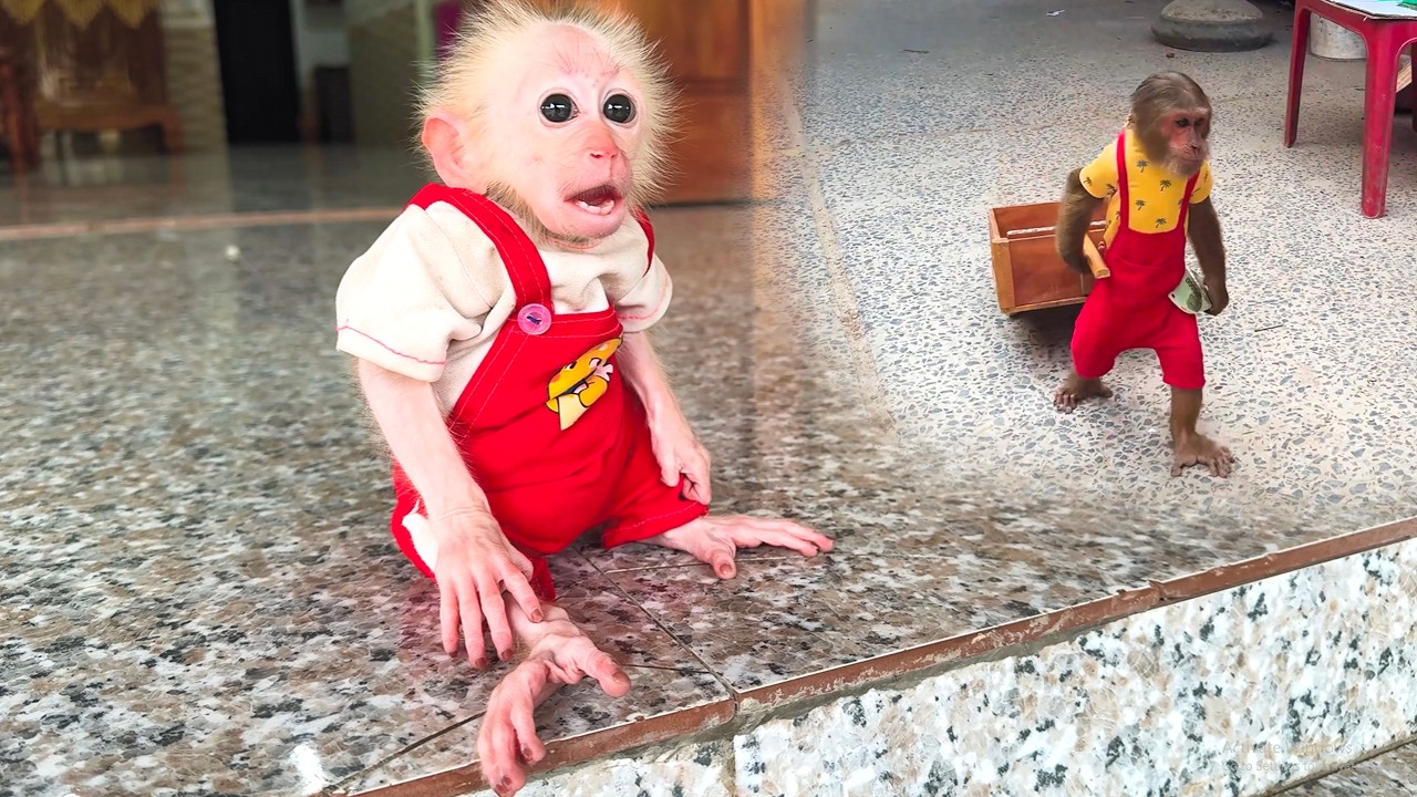 Too Cute to Miss! Baby Monkey’s First Reaction After Waking Up