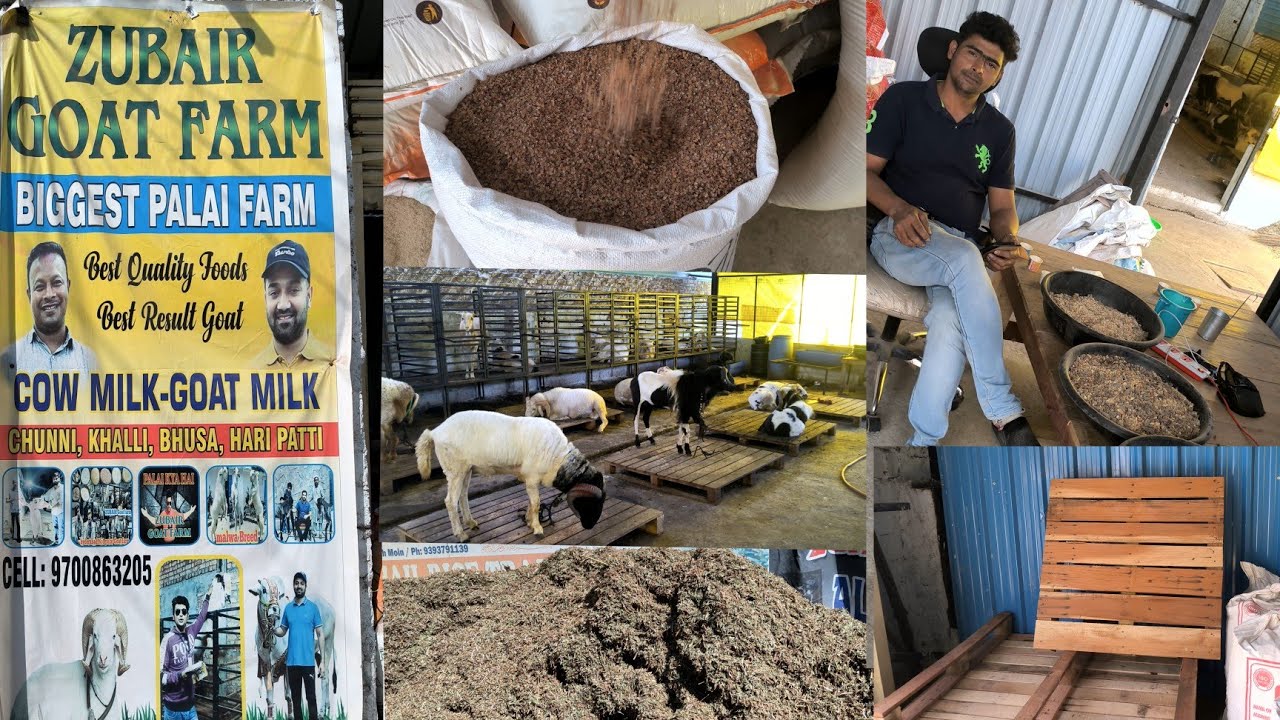 Zubair Goat farm The Biggest Palai setup in Hyderabad contact 9700863205