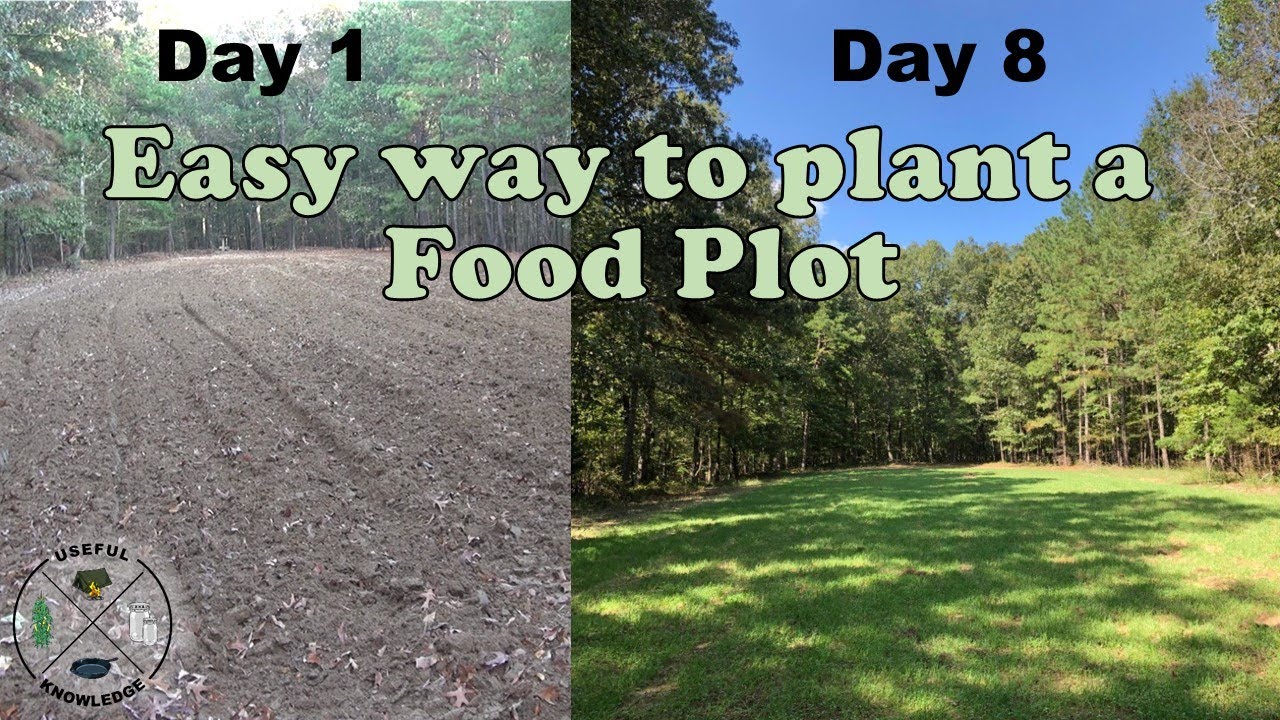 How to plant food plots for deer | Useful Knowledge