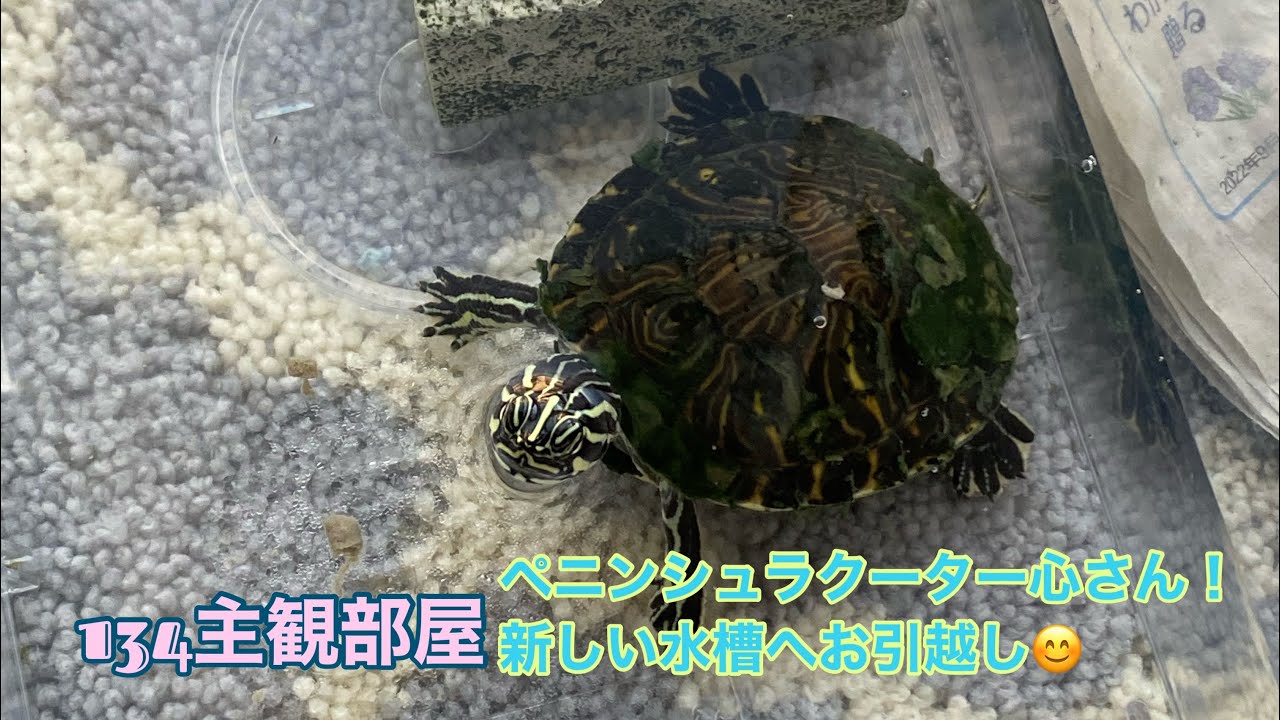 ペニンシュラクーター心さんの水槽を変えました😊