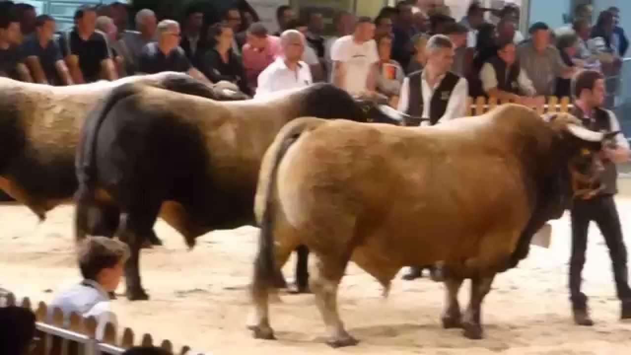 Raza Aubrac España