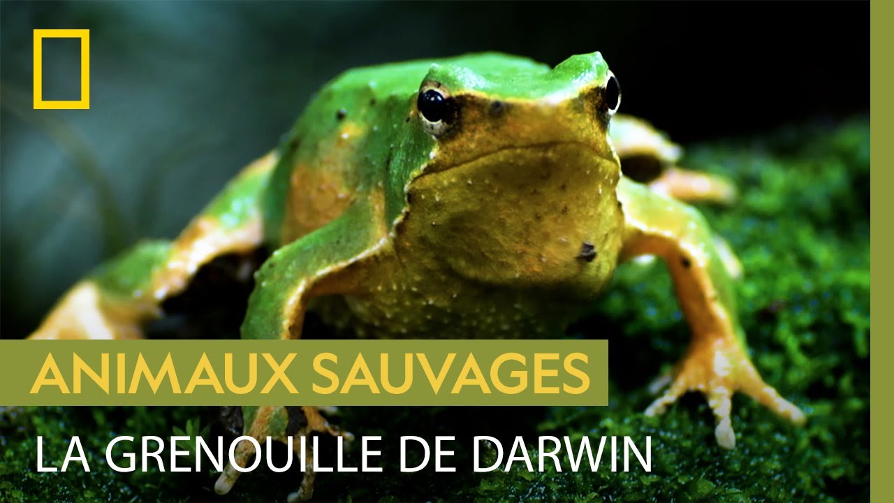 La grenouille de Darwin, experte en camouflage