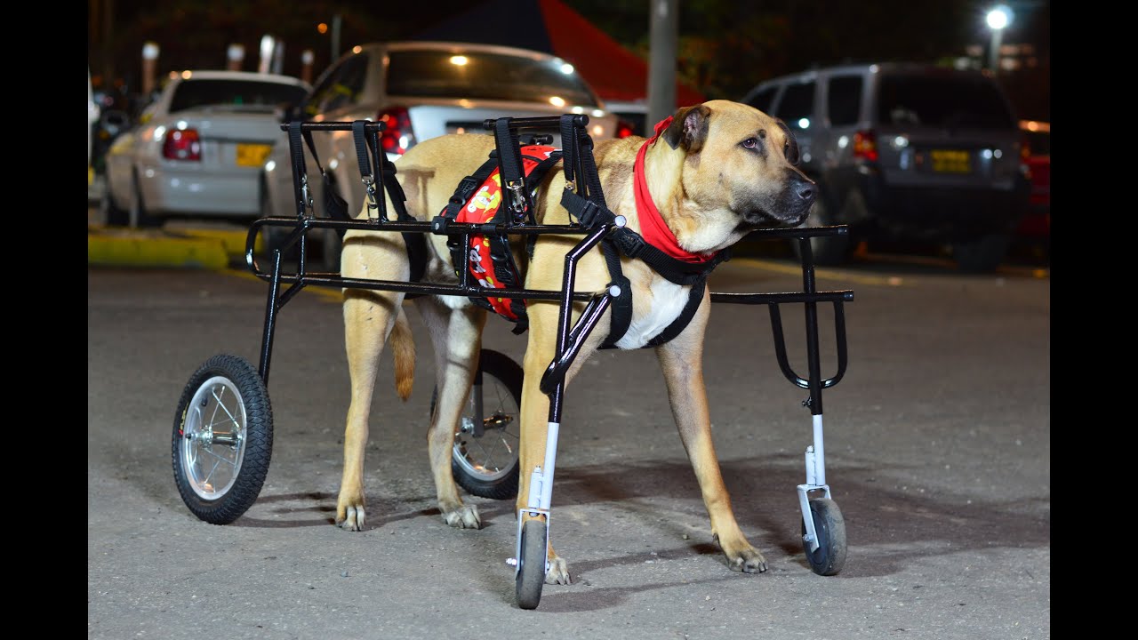 Silla De Ruedas Para Perro De 4 Ruedas / Marca Adéu