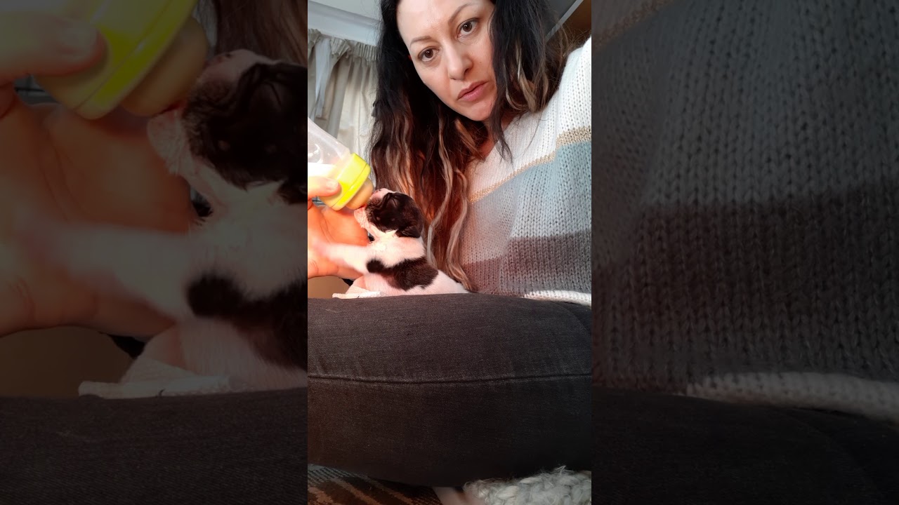 Cucciolo di bulldog francese con labbro leporino o labioschisi