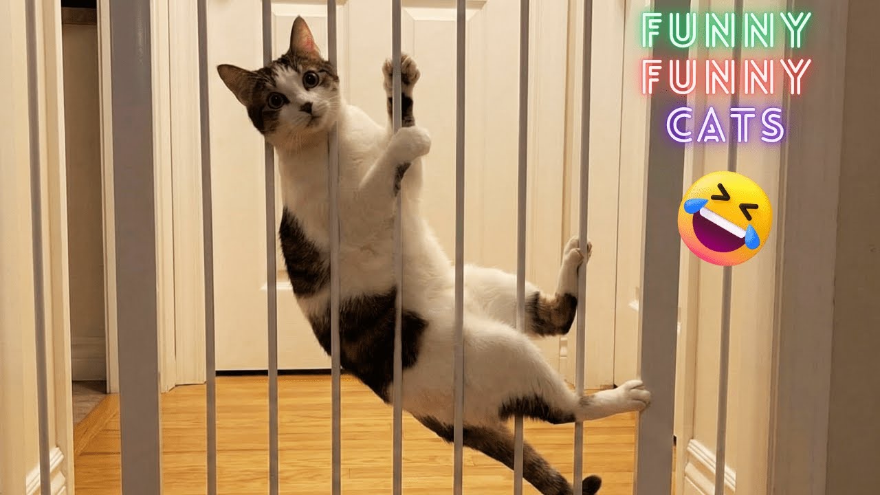 Funny Cat Moments That Never Get Old 😹 Always Funny 🐾