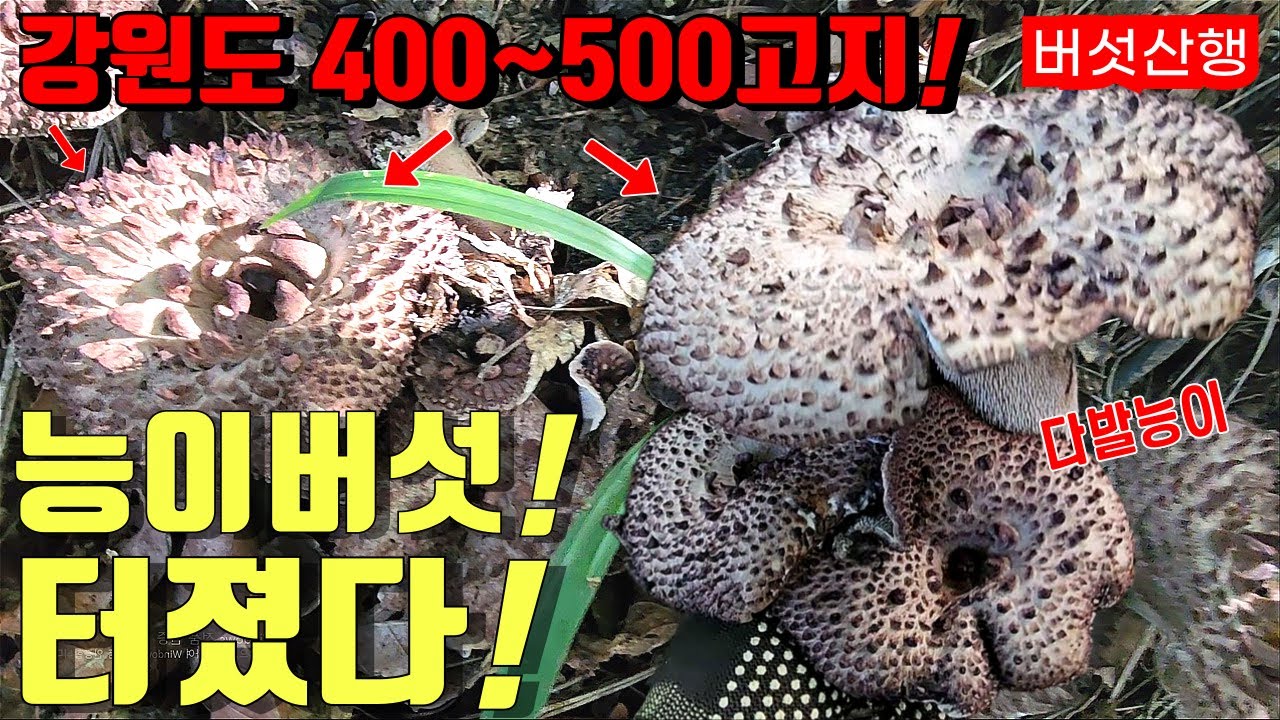25년도 능이버섯 줄줄이 다발 능이 터졌다! 강원도 400~500고지 바글바글 미쳤다! 시골 강아지와 약초꾼의 산행 이야기! 야생 약초 버섯 진짜 방송! Country life