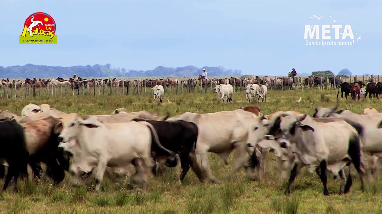 TRABAJO DE LLANO Y CANTOS DE VAQUERIA