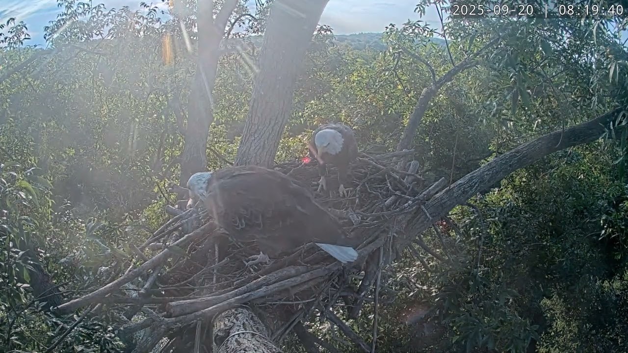 First Nest Visit Fall 2025