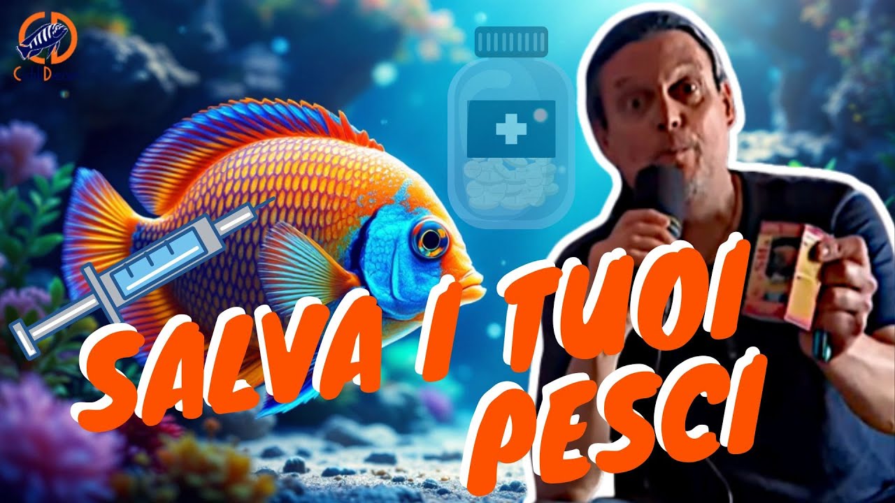 5 Malattie dei Ciclidi Africani: Come Riconoscere e Curare Ictio, Bloat e Altre Patologie - Ep.11