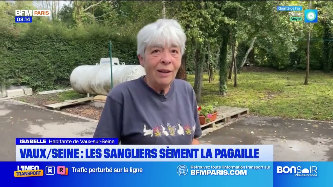 Vaux-sur-Seine: des sangliers sèment la pagaille