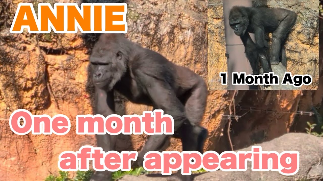 アニーちゃんが放飼場に姿を現して1ヶ月【It's been a month since Annie came out to the enclosure.】2026.02.01