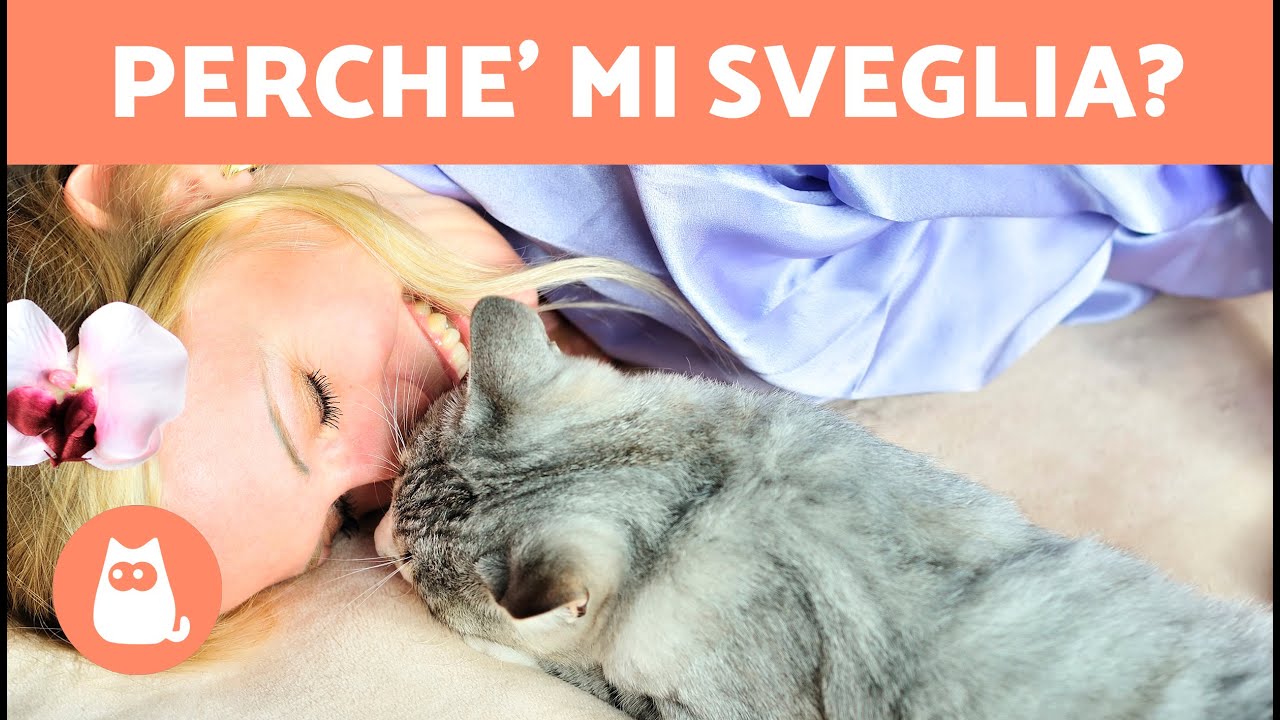 Il mio GATTO mi Sveglia di NOTTE 🐱🌙 Perché e cosa fare?