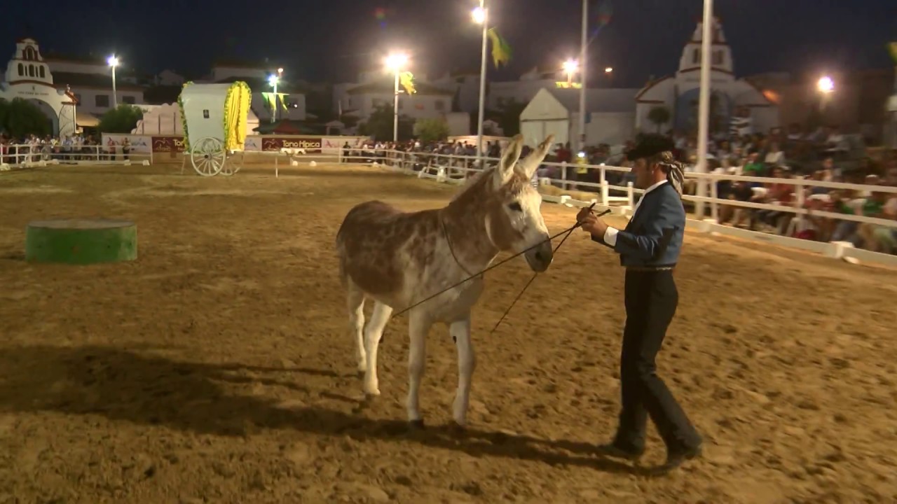 Espectáculo del pony Risitas y el burro Caramelo - Una Pará en Gines 2018