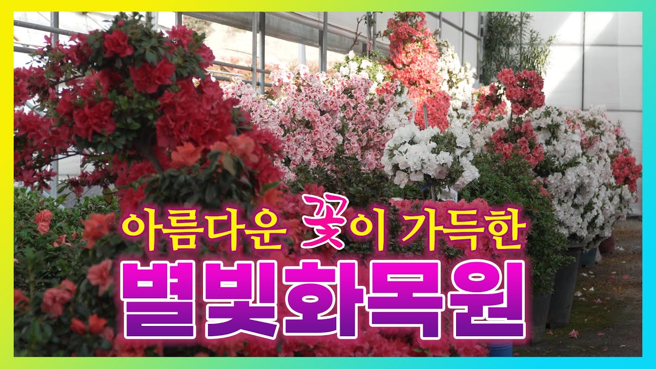 (여행정보)아름다운 꽃이 가득한 별빛화목원 #희귀종_아젤리아 #각종_동백 #아마릴리스 #나쓰미깡 #영산홍 #철쭉
