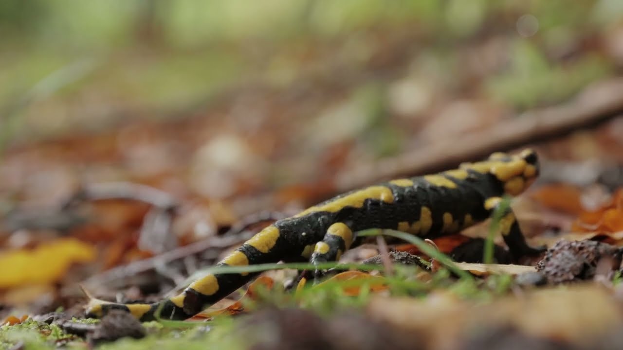 Le salamandre nel Parco Nazionale della Maiella