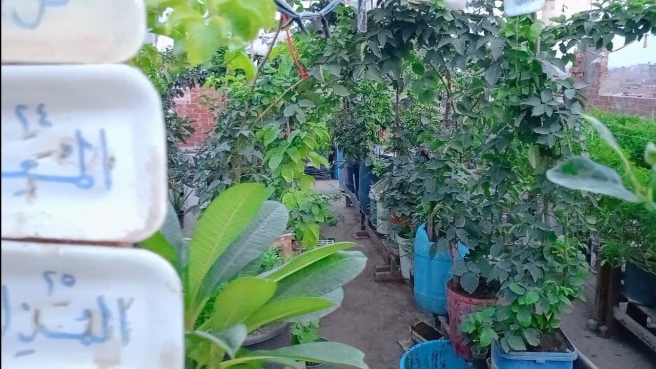 50ألف جنيه تكلفة زراعة سطح منزل  هل هذا معقول ؟وكيف كانت  نتيجة الزراعه بعد سنه فقط.