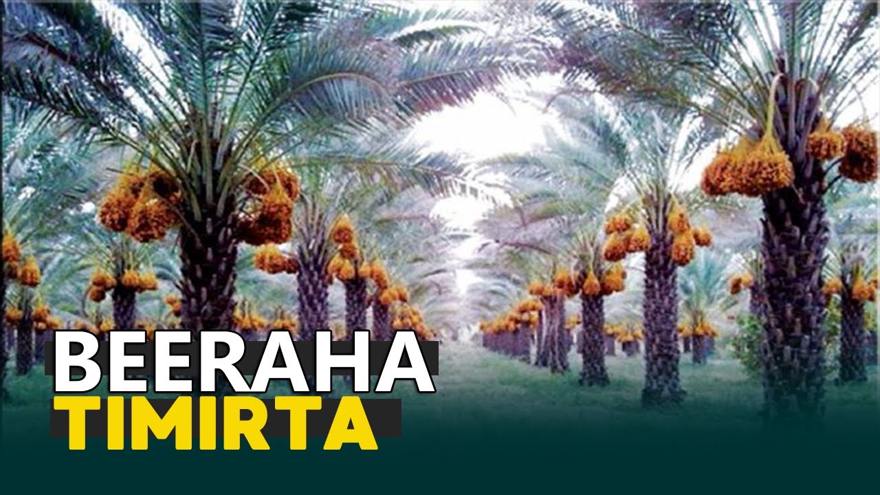 Waxaan Booqday Beeraha Timirta , Waligaa magashay beer timir ?