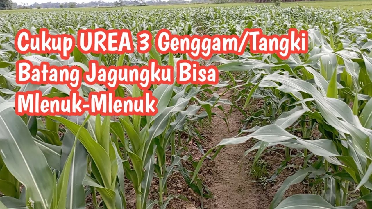Rahasia Batang Jagung Bisa Gemuk2
