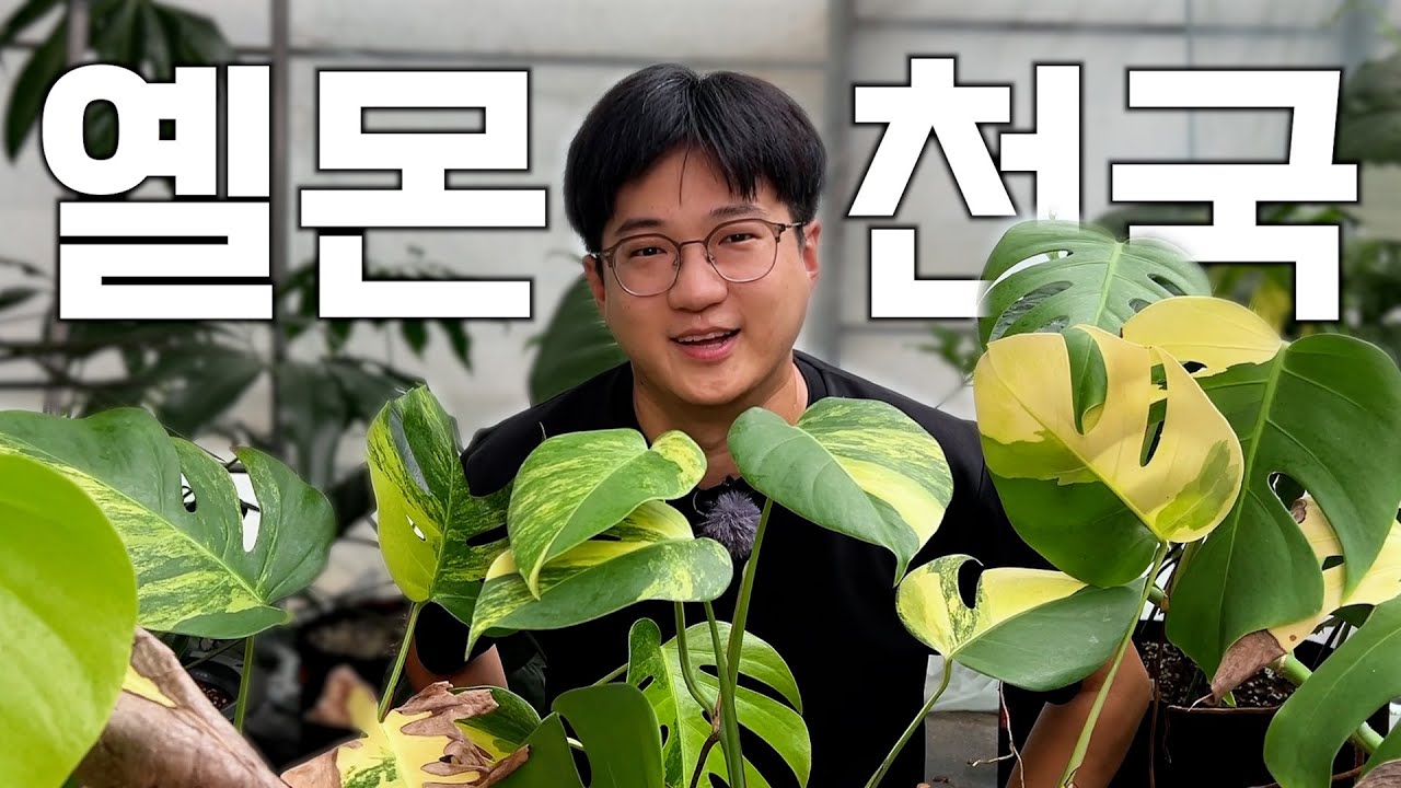 (이벤트 완료) 이번에는 옐로우 몬스테라다😎ㅣ보르시지아나 옐로우 몬스테라 삽수 자르는 영상
