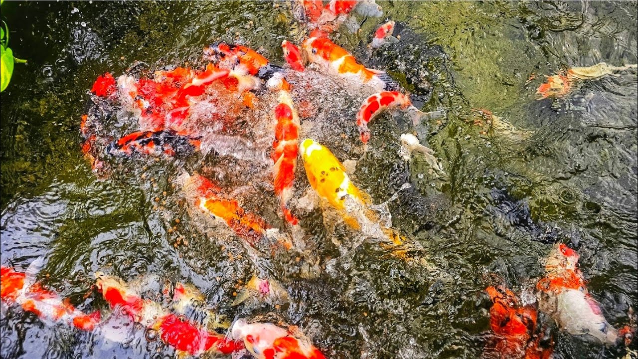 Satisfying Koi Fish Feeding Time 🐠 | Stress Relief ASMR for Relaxation #koi #asmrfeeding #koifish 