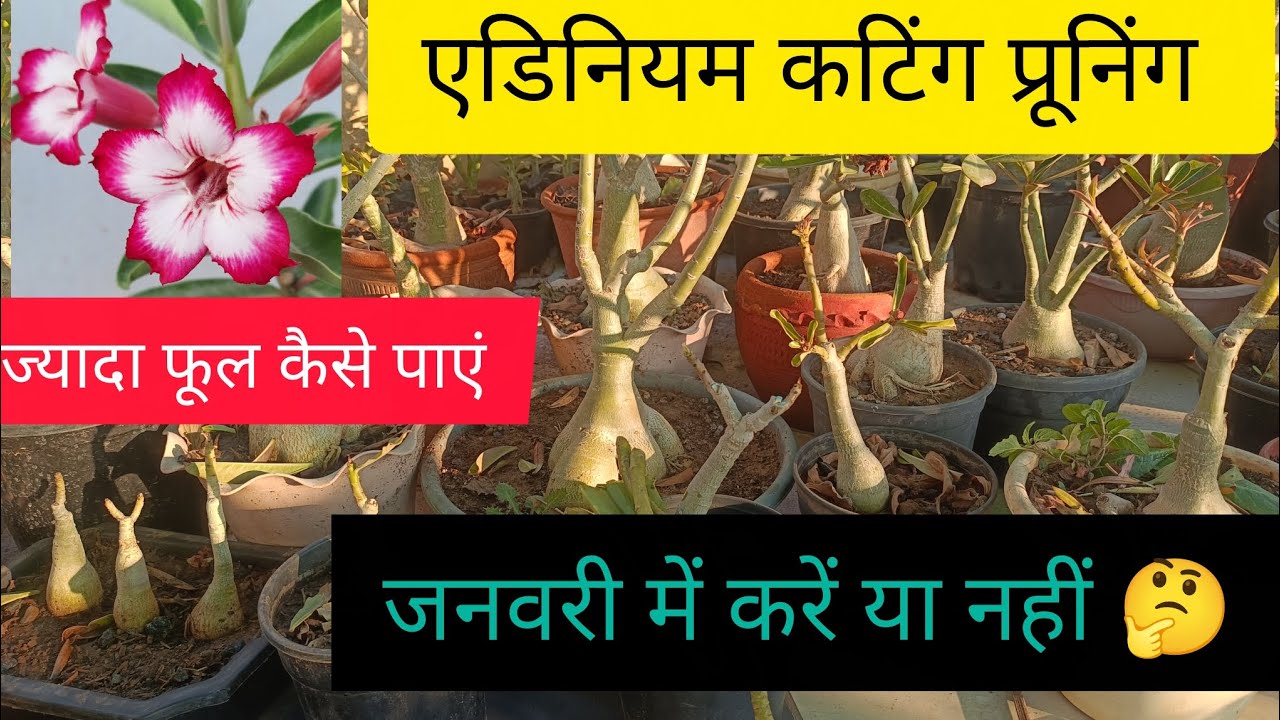 लास्ट जनवरी तक एडिनियम की कटिंग प्रनिंग करने के फायदे व नुकसान 