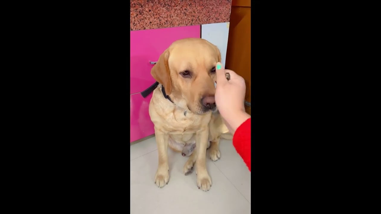 Positive energy with bhakti 💫”🙏🙏🐶