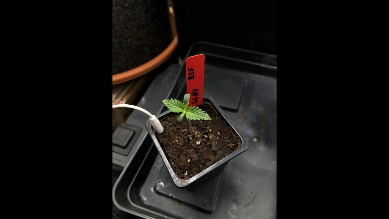 BSF Seeds - Gorilla Glue #4