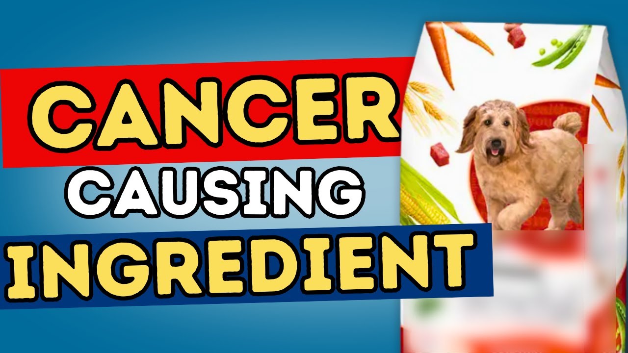 Top 5 Cancer-Causing Ingredients in Dog Food You Need to Avoid