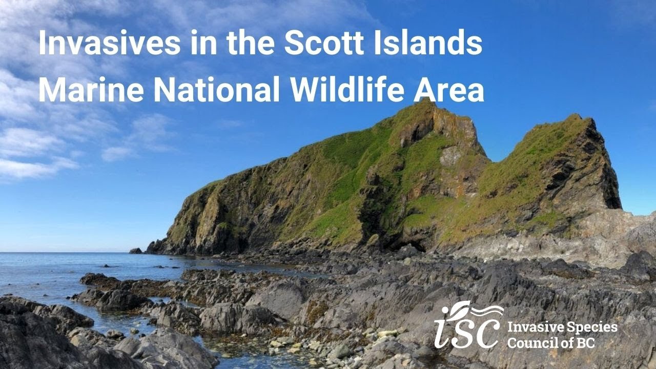Invasives in the Scott Islands Marine National Wildlife Area – Current Status and Future Directions