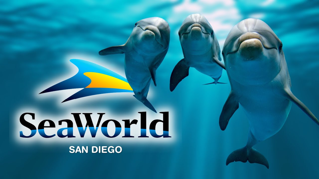 Прошлое, настоящее и будущее SeaWorld San Diego
