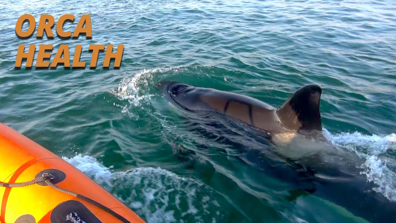 Косатки: нам понадобится лодка побольше! (Salish Sea Wild)