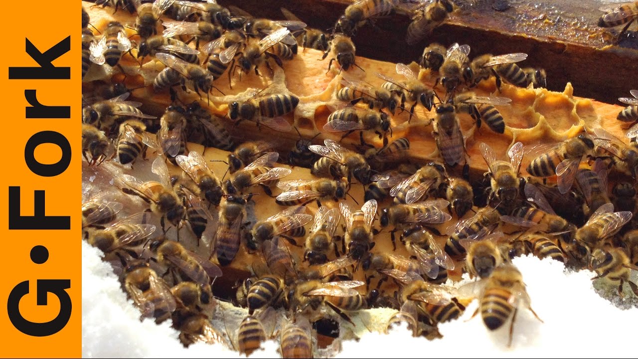 Winter Beehive Check - Beekeeping 101 - GardenFork